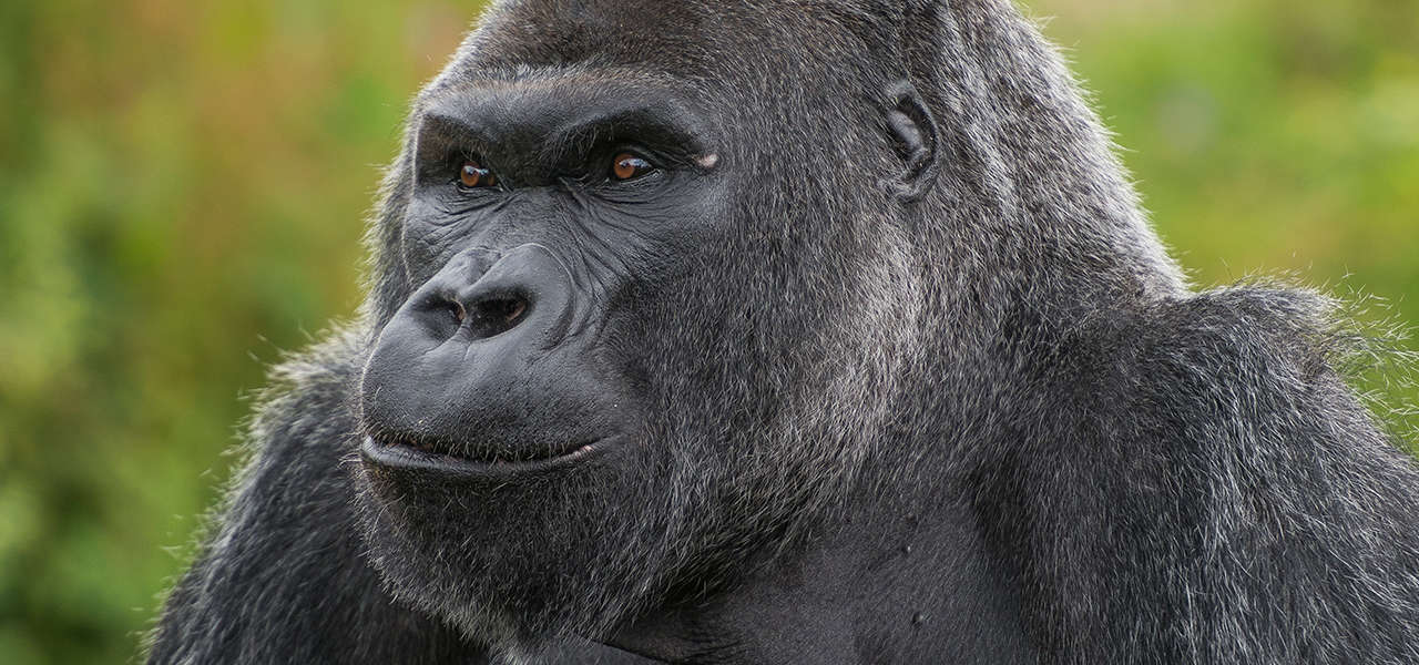 Bristol Zoo gorilla