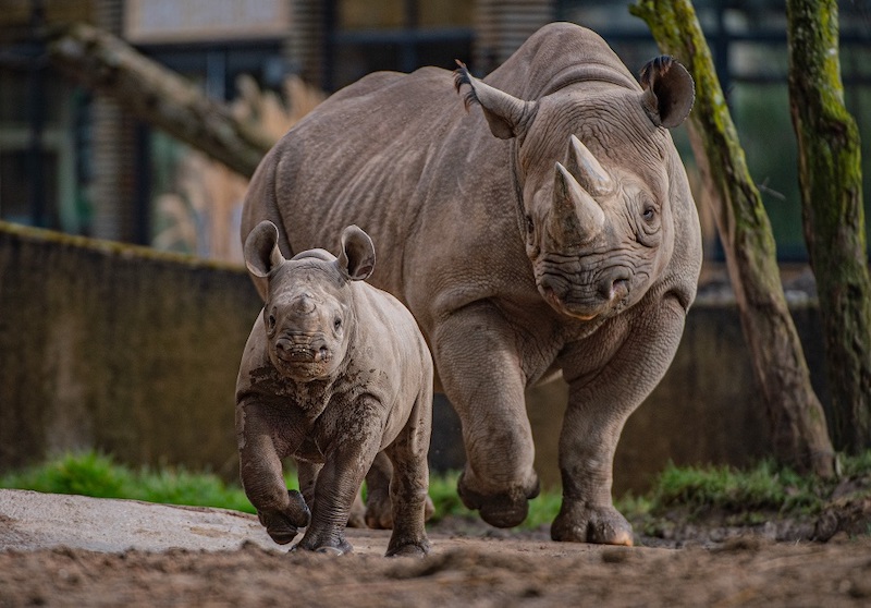 Chester Zoo rhinos