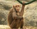 Chimpanzee sat on the ground holding onto rope at Colchester Zoo
