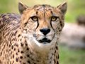 Cheetah at Colchester Zoo