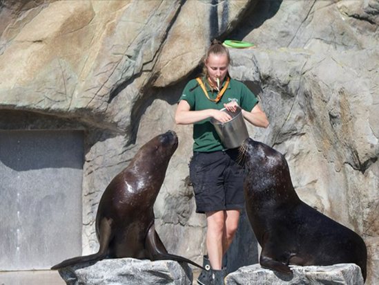 Zoo keeper with Sea Lions at Colchester Zoo