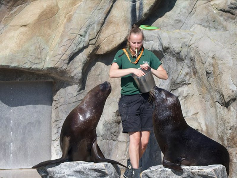 Zookeeper with a Sea Lion at Colchester Zoo