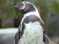 Penguin outside at Colchester Zoo