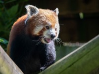 Red Panda in enclosure at Colchester Zoo