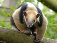 Tamandua climbing on wooden frame at Colchester Zoo