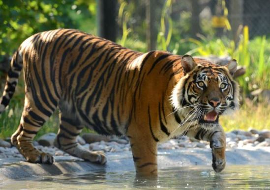 Sumatran tiger walking into pool of water at a zoo