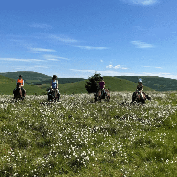 Exmoor Pony Trekking featured image.