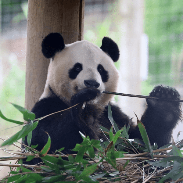 Edinburgh Zoo featured image.