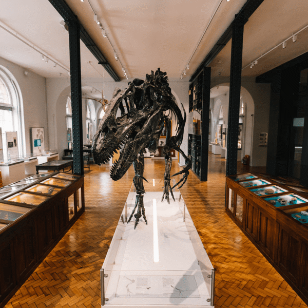 Lapworth Museum of Geology featured image.