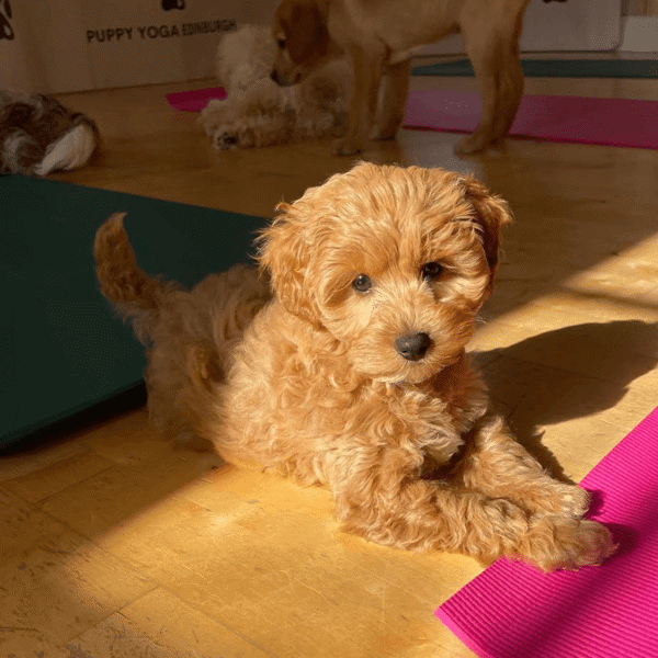 Puppy Yoga Edinburgh featured image.