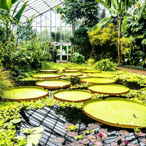 Royal Botanic Garden Edinburgh featured image.