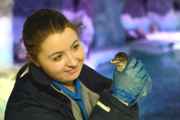 SEA LIFE Birmingham penguin shows 
