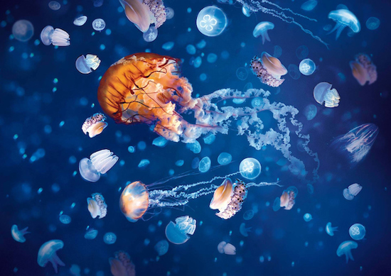 Jellyfish swim at Jelly Invaders in Sea Life Birmingham 