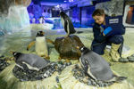 Worker and group of Gentoo penguins at Penguin Ice Adventure in Sea Life Birmingham