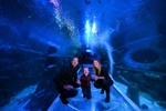 Family enjoying Ocean Tunnel at SEA LIFE Birmingham