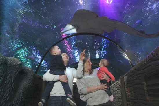 Family enjoying Ocean Tunnel at SEALIFE Blackpool 
