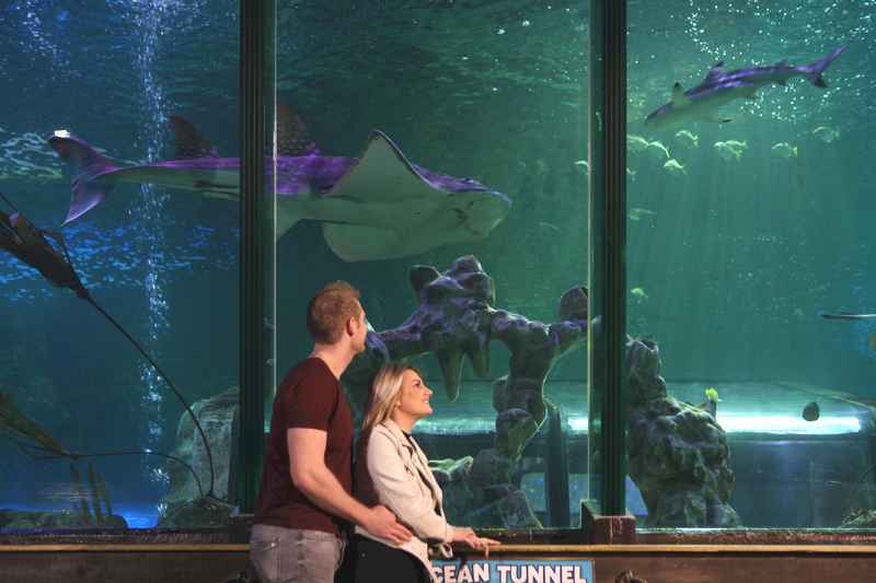 SEA LIFE Blackpool couple in ocean tunnel