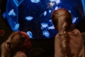 Children enjoying watching jellyfish at SEA LIFE Great Yarmouth