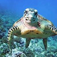 SEA LIFE Great Yarmouth turtle