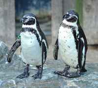 SEA LIFE Great Yarmouth penguins