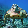 Green sea turtle at the Tropical Ocean Display at Sea Life Great Yarmouth
