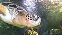 SEA LIFE Hunstanton turtle