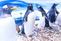 Aquarium London penguins
