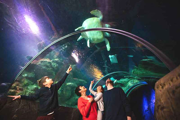 SEA LIFE London Aquarium featured image.
