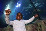 Child enjoying Ocean Tunnel at SEA LIFE Manchester