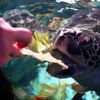 SEA LIFE Manchester feeding turtles