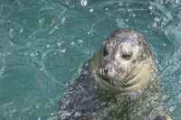 SEA LIFE Scarborough seals