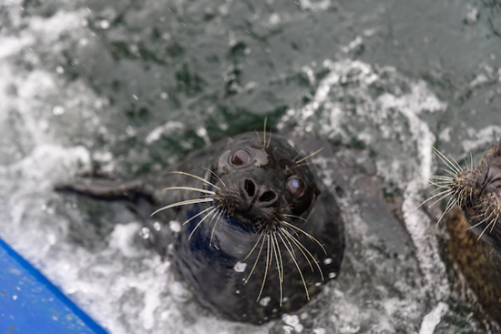 Seals at SEALIFE Scarborough