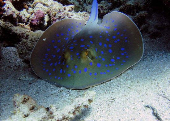 Blue Spotted Stingray swimming in Tropical Lagoon