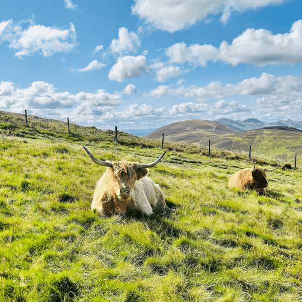 Swanston Farm featured image.