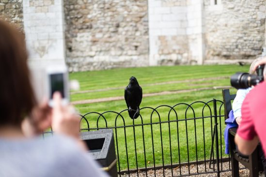 Crow show at the Tower of London