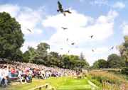 Warwick Castle bald eagle