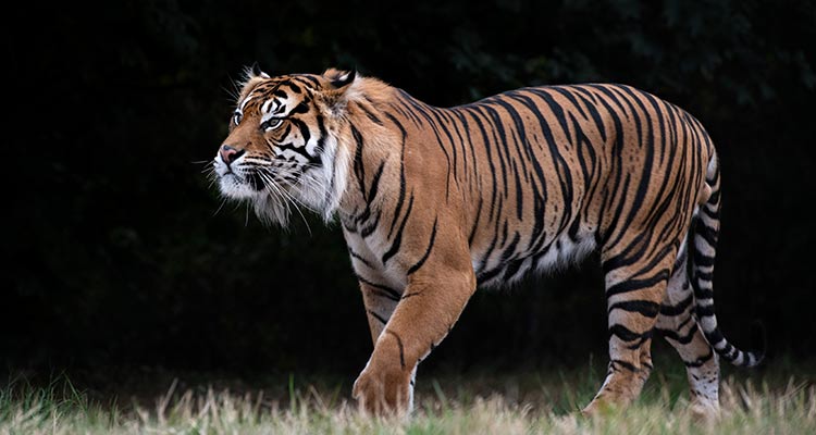 West Midlands Safari Park tiger
