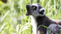 Lemur with mouth open sat in front of long grass