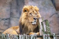 Lion looking in the distance sat on wooden platform