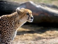 Cheeta walking past at Whipsnade Zoo