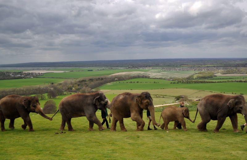 Group of elephants walking together on grass at Whipsnade Zoo