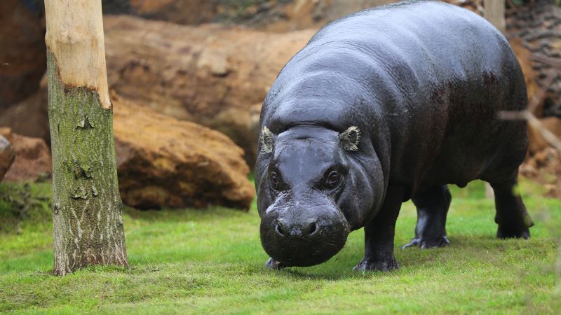 Hippopotamus sniffing grass at Whipsnade Zoo