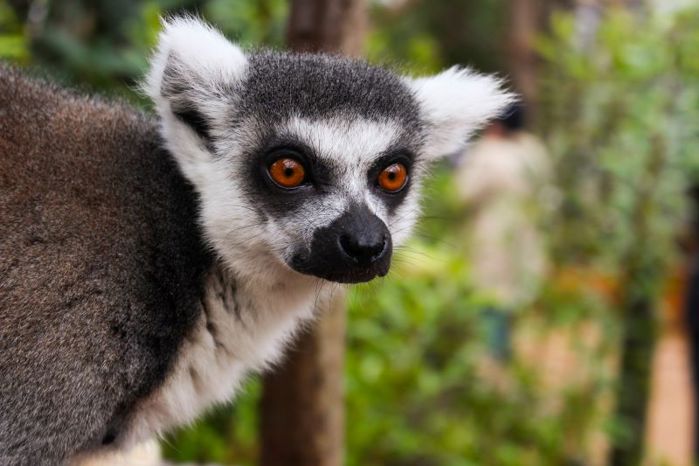 Lemur looking into distance in front of greener at Whipsnade Zoo