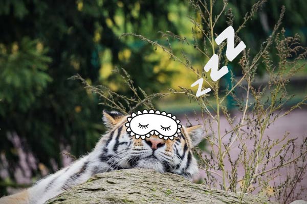 Sleeping tiger with doodle of an eye mask