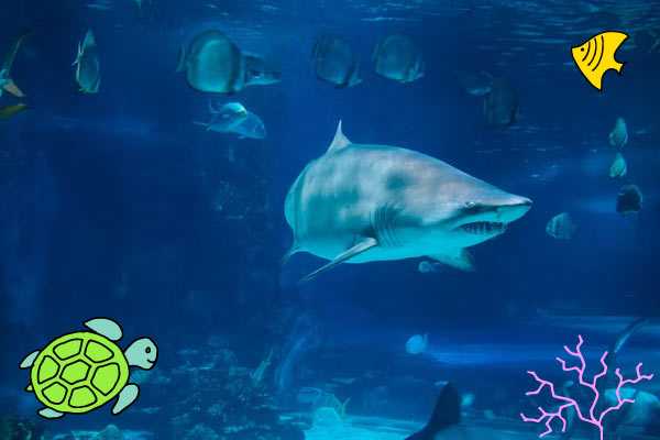 Shark in an aquarium with doodles of sea creatures around it 