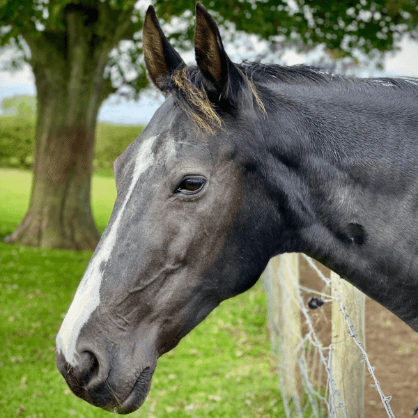 Hope Pastures featured image.