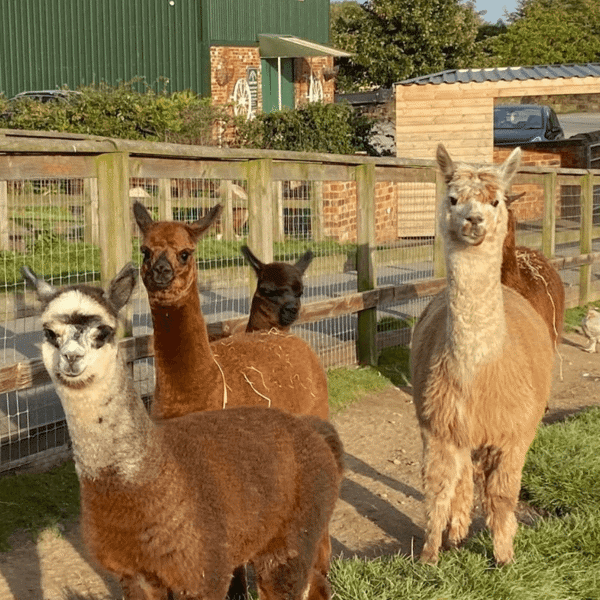 None Go Bye Farm featured image.