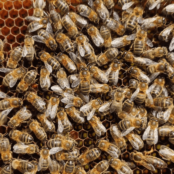 Simply Honey featured image.