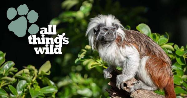 All Things Wild featured image.