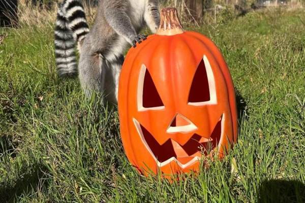 Ashlyns Wildlife Park featured image.